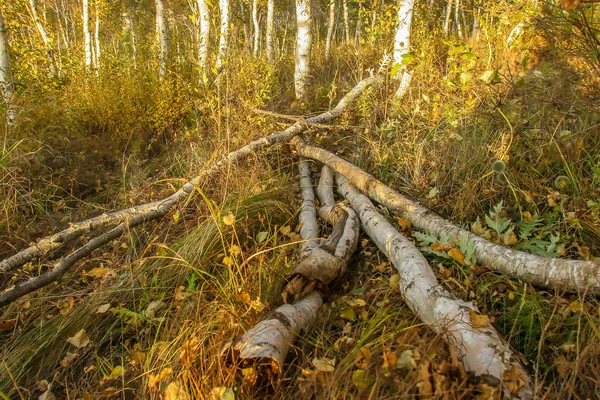 Bosque de abedul — Foto de Stock