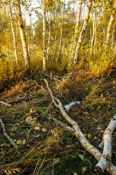 Forêt de bouleaux — Photo