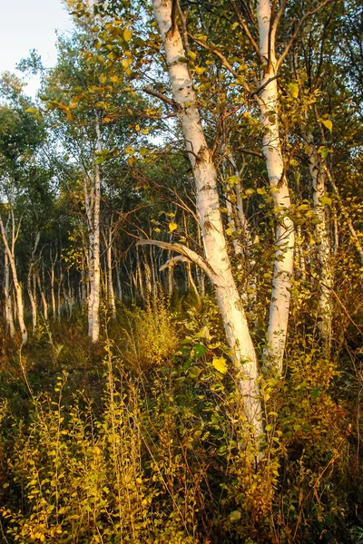 Forêt de bouleaux — Photo