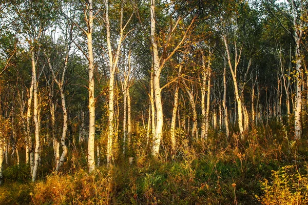 Forêt de bouleaux — Photo