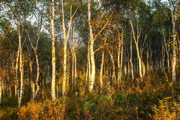 Berk bos — Stockfoto