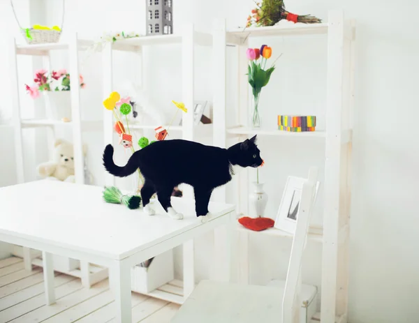 黒い猫動物 — ストック写真