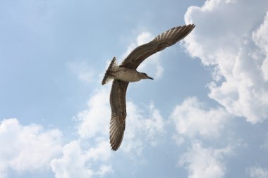 Mavi gökyüzünde uçan martı