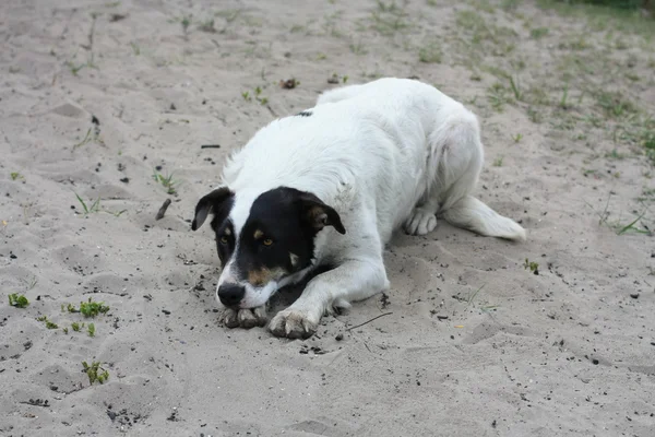 Perro triste blanco y negro sobre una arena. Perro en la playa — Foto de Stock