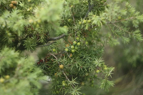주 니 퍼의 열매 주 니 퍼는 부시 대통령에. 숲에서 열매를 닫습니다. 주 니 퍼의 녹색 과일 — 스톡 사진