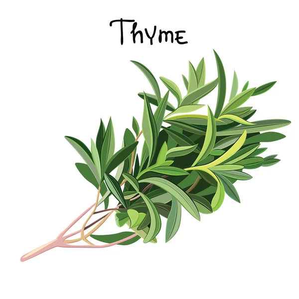 Thyme herb Stock Vectors, Royalty Free Thyme herb Illustrations