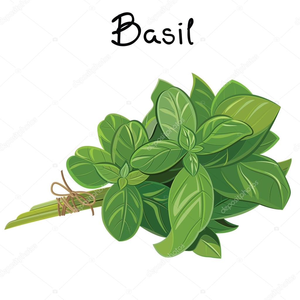 Basil Sprig