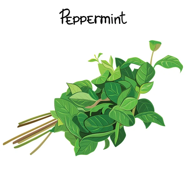 Peppermint — Stock Vector