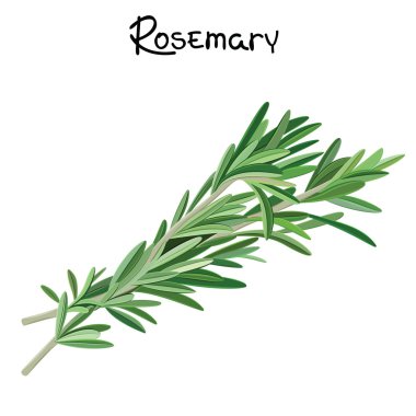 Rosemary sprigs clipart