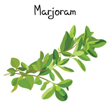 Mercanköşk dal