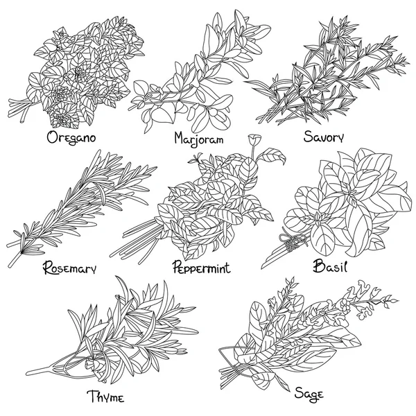 Esquema de hierbas — Archivo Imágenes Vectoriales