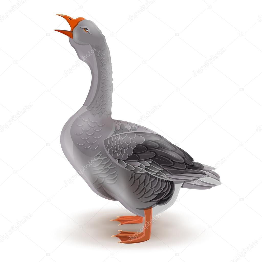 Grey domestic goose