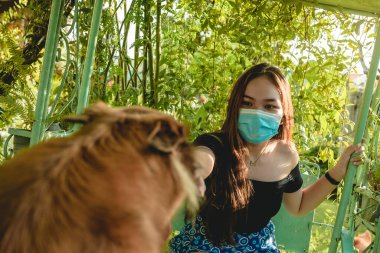 A young Filipina teenager wearing a surgical mask and sitting on glider swing extends her hand to pet a friendly dog on the other side. New normal concept. clipart