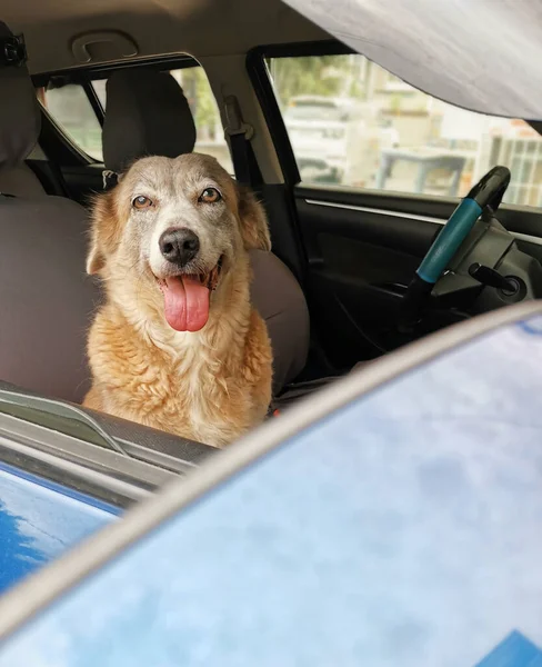 窓が換気のために下に転がり 車のフロントシートの中に彼女のマスターを待っているかわいい犬 — ストック写真