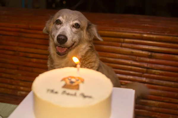 美しい犬と彼女の誕生日ケーキ 愛犬の誕生日を祝う 暖かいキャンドルライトの色 夜の設定 — ストック写真