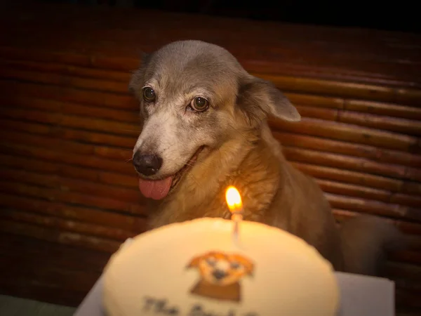 Beautiful Dog Her Birthday Cake Celebration Loving Dog Birthdate Warm — Stock Photo, Image