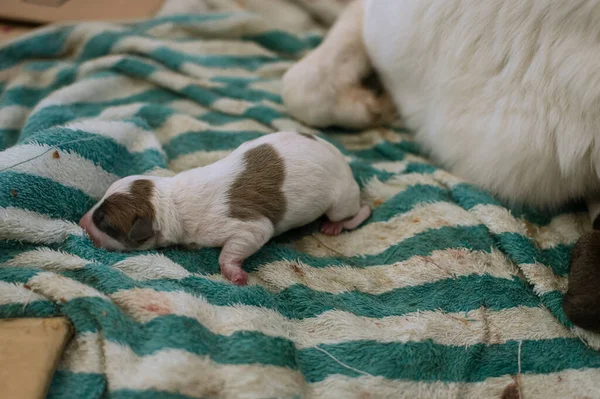 Cachorro Cego Recém Nascido Raça Mista Apenas Algumas Horas Idade — Fotografia de Stock