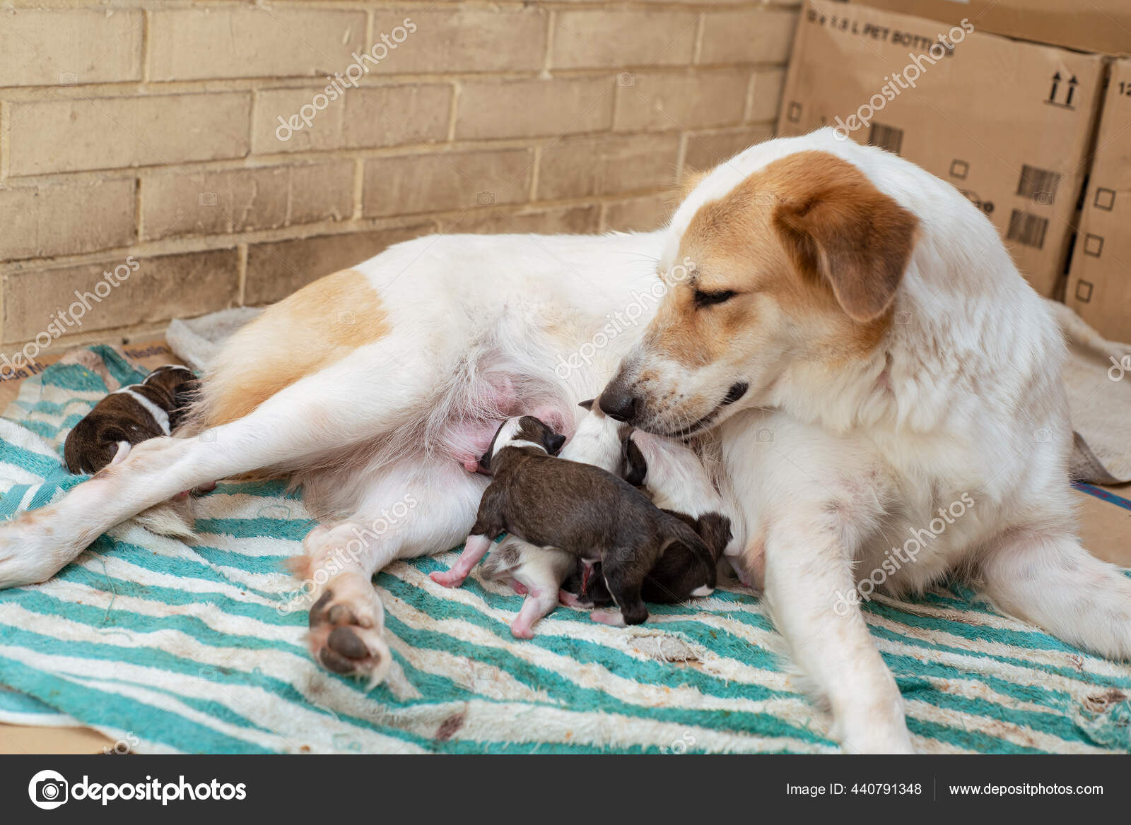 Exhausted Dutiful Dog Breastfeeding Her Puppies While Lying Stained