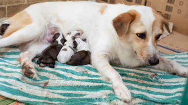 Yorgun ama sağlıklı bir dişi köpek, karton kutular ve havlulardan yapılmış derme çatma bir alanda yavrularını emziriyor..