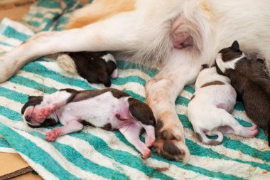 Yeni doğmuş bir köpek yavrusu, annesi ve diğer yavrularıyla birlikte kirli bir havlunun üzerinde sadece birkaç saatliğine yatar. Göbek bağı hala kısmen bağlı..