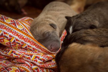 Moka renkli yeni doğmuş bir köpek yavrusu eski desenli bir pijamanın üzerinde uyur..