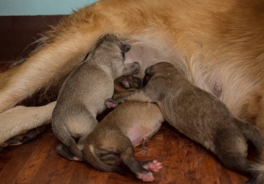 Sadece birkaç saat önce doğan üç sevimli yavru annelerinin besleyici sütüyle aç gözlerle ziyafet çekiyor. Yatak odasının zemininde vurulmuş..