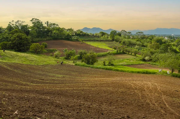 Late afternoon scene of a tilled farmland blessed with fertile volcanic soil at Tagaytay, Cavite, Philippines.