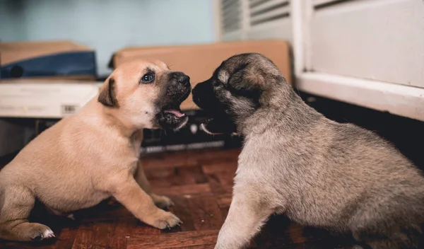 Dos Cachorros Semanas Edad Juegan Pelea Entre Recinto Hecho Con — Foto de Stock