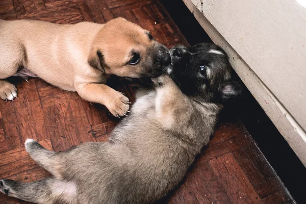 Brown Week Old Puppy Nibbles His Siblings Paw Floor — Stock Photo, Image