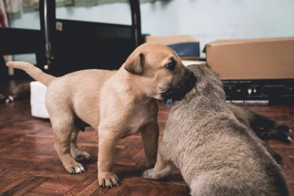 Cachorro Marrón Semanas Establece Dominio Sobre Hermano Mientras Juega Una —  Fotos de Stock