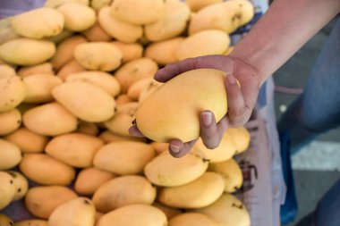 Dişi bir el, açık bir meyve tezgahında tek bir mango meyvesi tutuyor..