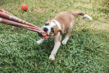 Bir aylık köpek yavrusu eski bir bez parçasıyla römorkörlük oynuyor. Oyun zamanı konsepti.