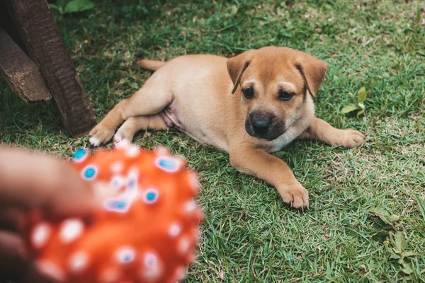 と遊ぶために1ヶ月の古い子犬にキーキーゴムボールが提供されています プレイタイムコンセプト Outdoor — ストック写真