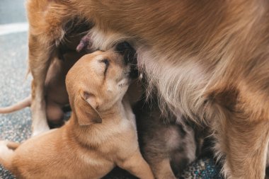Bir aylık bir köpek yavrusu annesinin memesini emzirirken tatmin olmuş görünüyor..