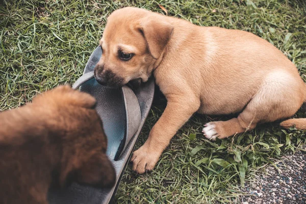 Dos Cachorros Traviesos Mastican Zapatilla Gris Dueño Comportamiento Del Cachorro —  Fotos de Stock
