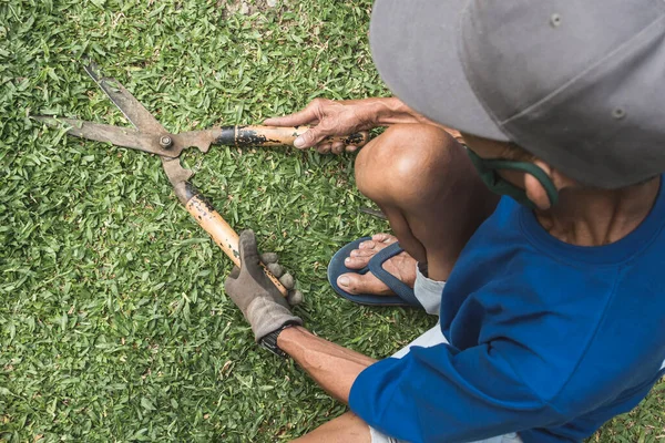 Old Gardener Cuts Some Grass Garden Old Pair Large Scissors — Stock Photo, Image