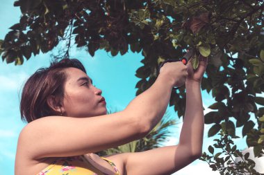 Kısa saçlı Asyalı bir kadın elinde makasla bir Calamansi meyvesi topluyor. Evde bahçıvanlık veya organik tarım.