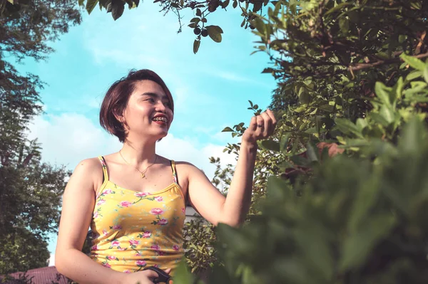 Una Mujer Filipina Entusiasta Recoge Algunas Frutas Calamansi Con Par — Foto de Stock