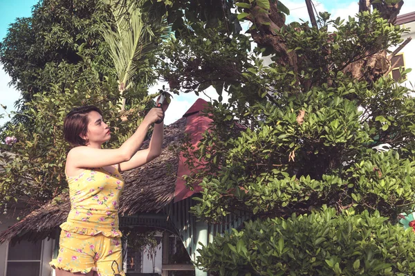 Una Donna Asiatica Dai Capelli Corti Raccoglie Frutta Calamansi Con — Foto Stock