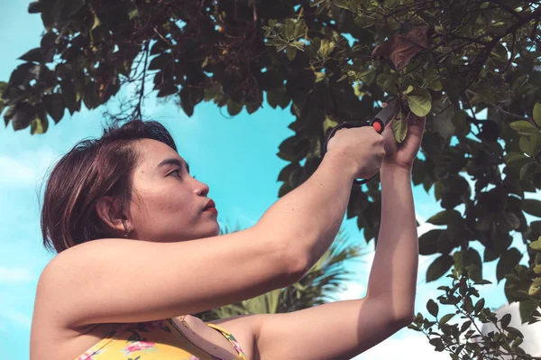 Una Asiática Pelo Corto Recoge Poco Fruta Calamansi Con Par — Foto de Stock