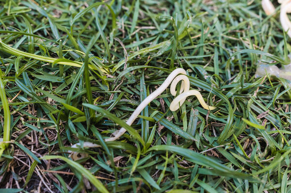 A single dog roundworm, or Toxocara canis, on the grass crawling away from a puppy's vomit. Pet health and deworming concept.