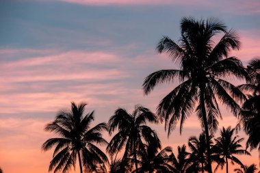 Gün batımında Tagkawayan, Quezon, Filipinler 'deki bir tarlada hindistan cevizi palmiye ağaçlarının silueti. Kırsal ve sakin bir manzara..