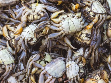 Filipinler 'deki bir markette satılık küçük mavi yengeç sürüsü. Kiloyla satıldı. Yeraltı açığa çıktı.