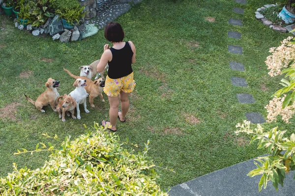 Woman Teaches Few Attentive Puppies How Sit Yard Home — Stock Photo, Image