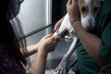 Bir veteriner hasta bir köpeğin bacağına serum yerleştirirken bir asistan da yerine yerleştiriyor. Köpek parvovirüsü, distemper veya diğer hastalıklar için hastane tedavisi.