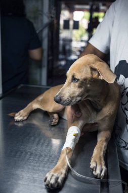 Bir erkek, dişi bir köpeği ön bacağına serumla rahatlatır. Muhtemelen köpek parvovirüsü, distemper, hepatit ya da başka bir hastalık teşhisi konmuş..