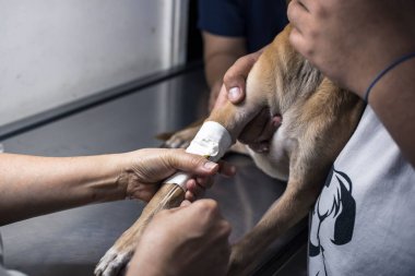 A vet assistant checks the intravenous line inserted onto a puppy's front leg. Hospital treatment for canine parvovirus, distemper, or other illness. clipart
