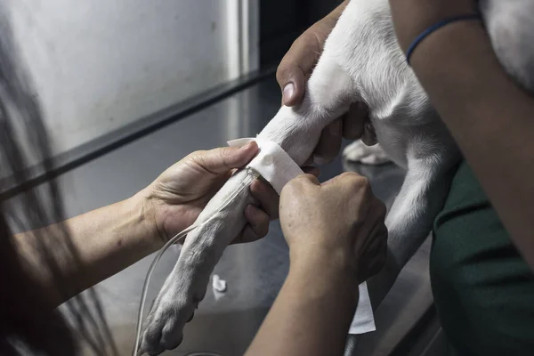 A veterinarian secures an IV drip line on a sick puppy's leg with an adhesive bandage. Hospital treatment for canine parvovirus, distemper, or other illness.