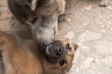 Yaşlı bir dişi köpek yerde yatan yavru bir köpeği yalayıp tımar eder. Bakıcılık, şefkat, annelik içgüdüsü ya da köpekler arasındaki sosyal davranış.
