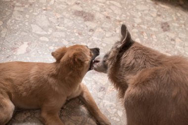 Yaşlı bir dişi köpek yerde yatan yavru bir köpeği yalayıp tımar eder. Bakıcılık, şefkat, annelik içgüdüsü ya da köpekler arasındaki sosyal davranış.